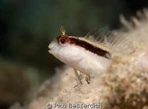 Horozbina. A 5 cm small buddy, who is usually extremly "n... by Rico Besserdich 